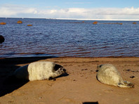 Водолазы Росгвардии задержали тюленей, на льдине подобравшихся к АЭС