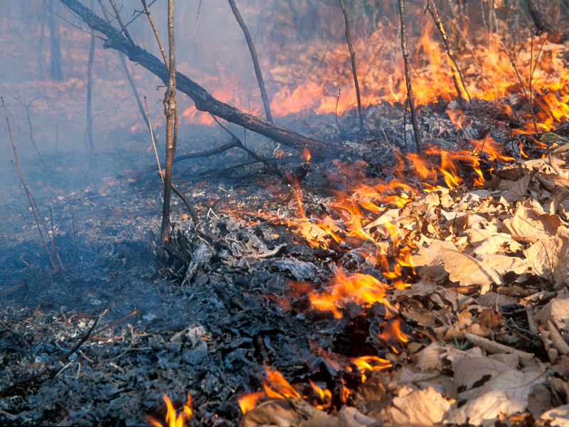 Ситуация с лесными пожарами в России сейчас уже хуже, чем по итогам прошлого года, заявил Хлопонин
