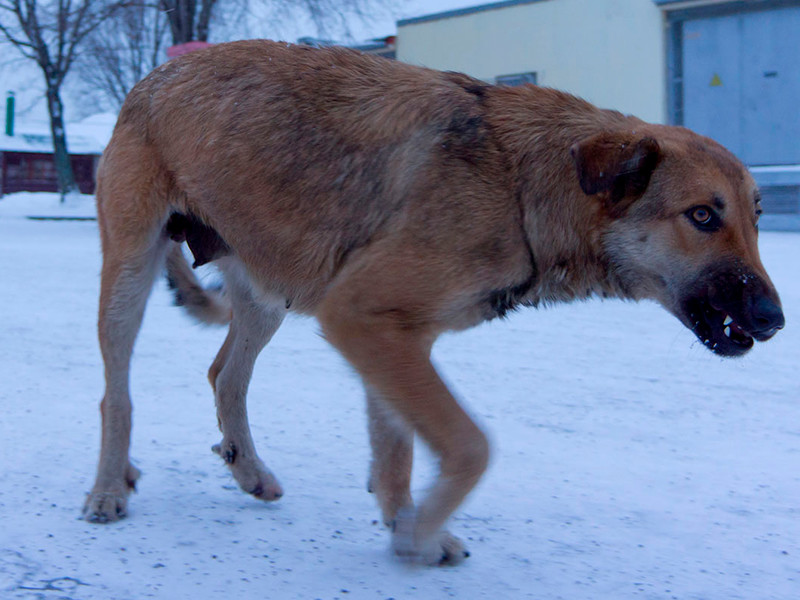 Столице Чукотки угрожает бешенство: власти решили убить всех безнадзорных животных