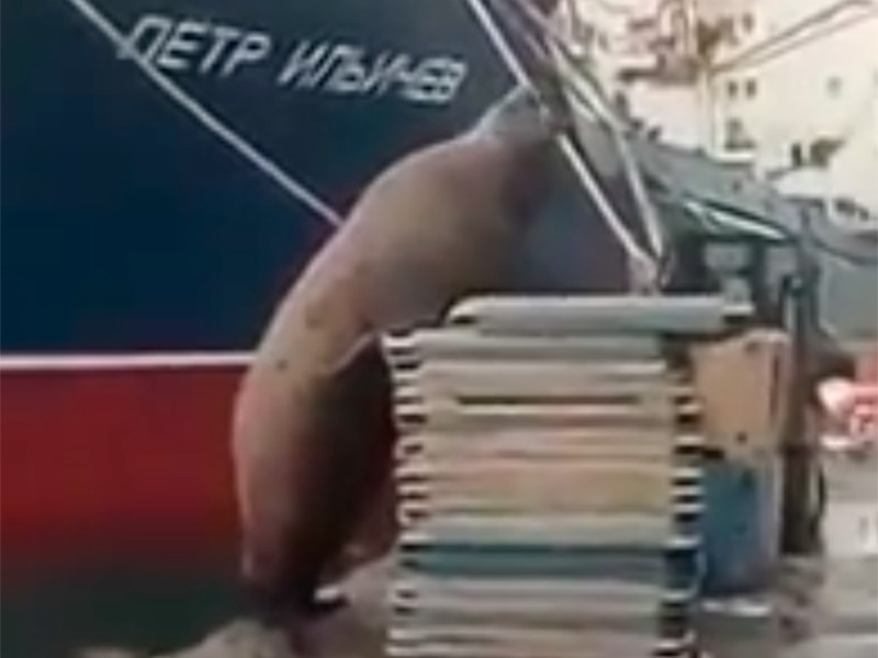 Очевидцы застали сивуча за воровством рыбы из контейнеров и сняли происходившее на видео
