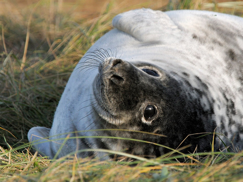 Из-за наступающего тепла тюленей все чаще можно встретить на побережье Балтики. Как ранее пояснили сотрудники Калининградского зоопарка, ластоногих не рекомендуется трогать, чтобы не навредить им и себе