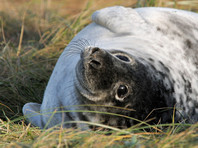 Балтиец три часа стерег выползшего на набережную тюлененка