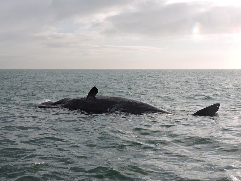 Камчадалы обнаружили на берегу Охотского моря двух погибших китов