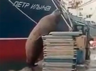 Сивуч, целый день прокатавшись на лодке, в порту Петропавловска-Камчатского своровал у рыбаков улов (ВИДЕО)