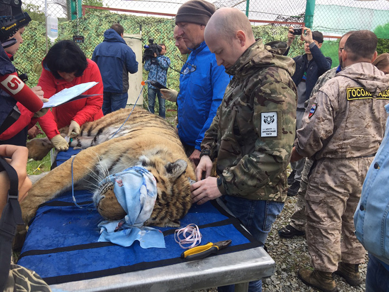 Тигра Владика, которого отловили во Владивостоке, выпустили в дикую природу