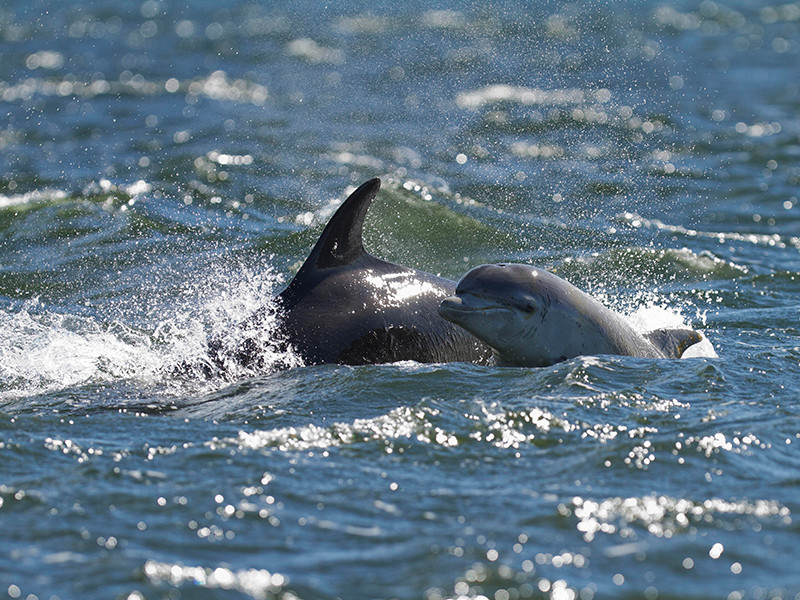 На Черноморском побережье Краснодарского края за последний месяц обнаружили уже около 90 мертвых дельфинов
