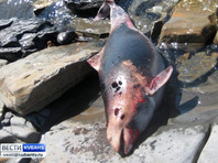 Появились первые версии причин массовой гибели дельфинов на берегах Кубани и Крыма