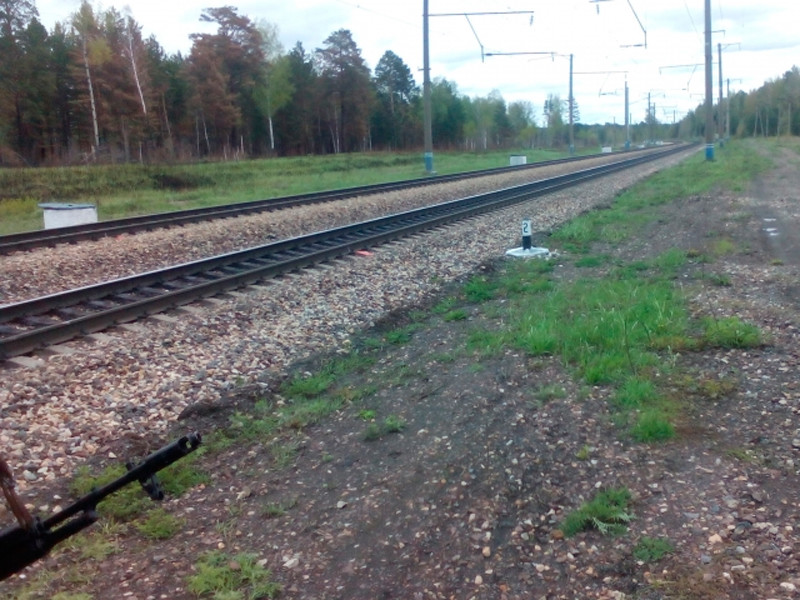 В Красноярском крае медвежонок погиб под колесами поезда, спасаясь от лесных пожаров
