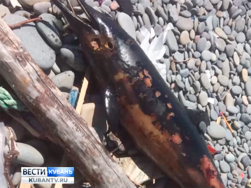 В прибрежной зоне Новороссийска обнаружено 68 мертвых дельфинов