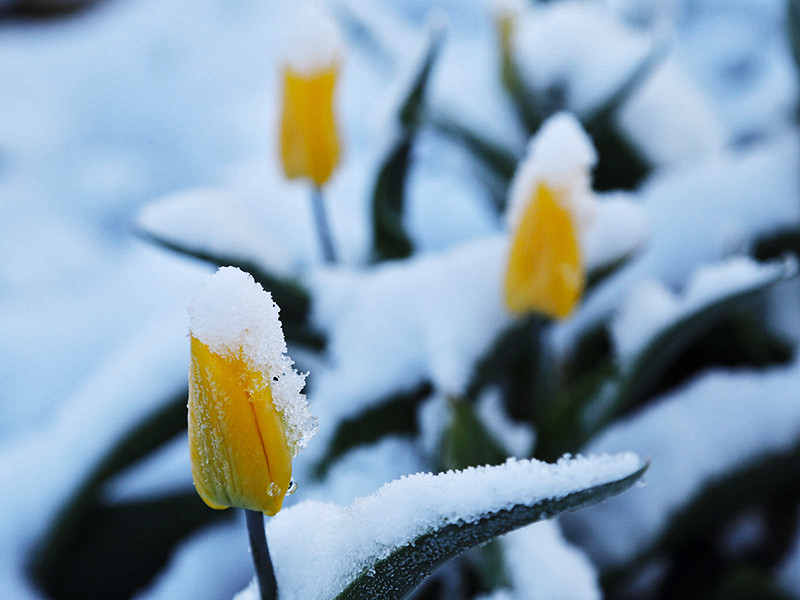 В Оренбургской области выпал снег, фотографиями со снежным покровом поверх тюльпанов и цветущих садовых деревьев, сделанными утром 29 мая, делятся пользователи социальной сети "ВКонтакте"