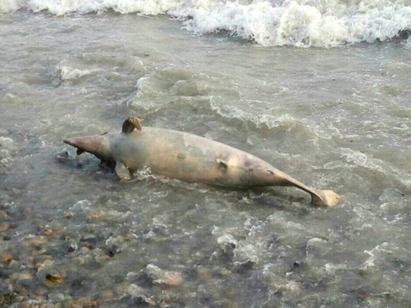 В Анапе на пляже в районе улицы 40 лет Победы местные жители обнаружили несколько трупов дельфинов