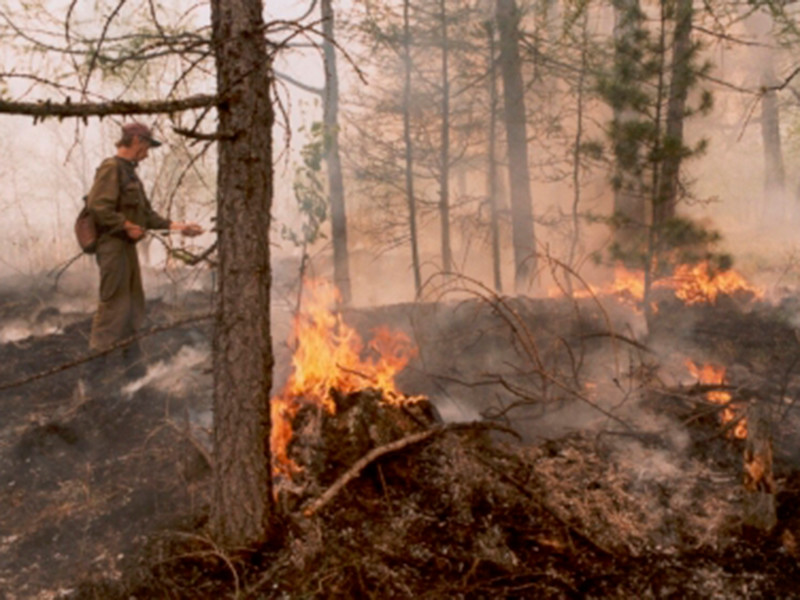 Площадь лесных пожаров в Сибири возросла за сутки более чем вдвое