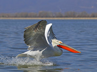 Омской области находится самая северная колония кудрявых пеликанов, которая оказалась под угрозой из-за разрушения паводком уникальных плавучих островов из тростника, на которых они гнездились