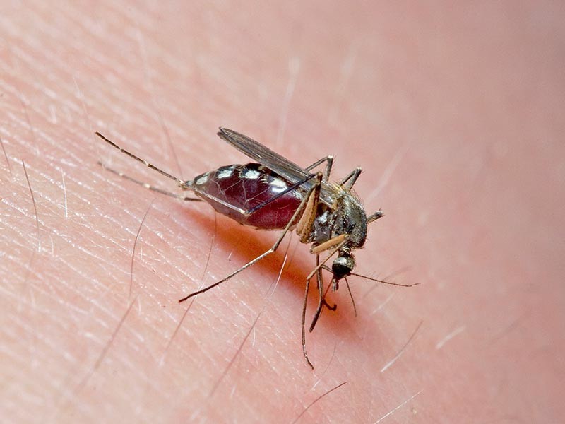 Мэр Оренбурга Евгений Арапов в ответ на жалобы горожан на обилие комаров и недостаточные меры борьбы с ними, дал понять, что комары это вечное "природное" зло, которое не исчезнет, даже если его, градоначальника, расстрелять

