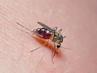 Мэр Оренбурга объяснил недовольным обилием комаров горожанам, что ничего не изменится, даже если его расстрелять