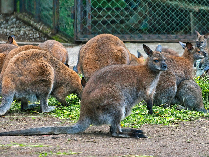 В Калининградском зоопарке погибли два кенгуру беннетта после нападения бродячих собак
