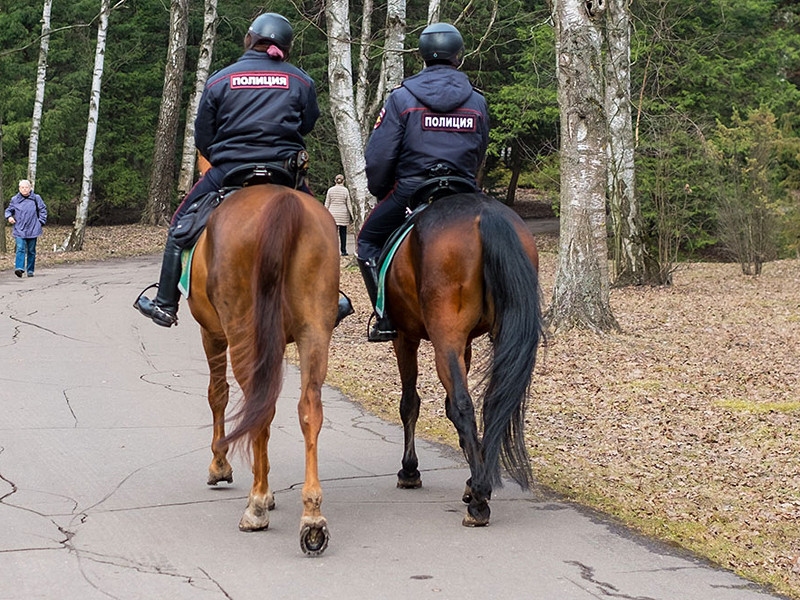 Главное управление МВД РФ по Москве объявило тендер на закупку десяти лошадей орловской породы на общую сумму 2 млн рублей