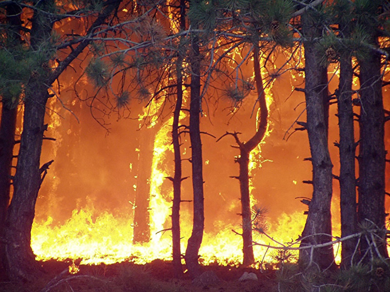 На 23 июня на территории Красноярского края полыхают 52 пожара на площади 15 107 гектаров. При этом за сутки площадь пожаров возросла почти вдвое
