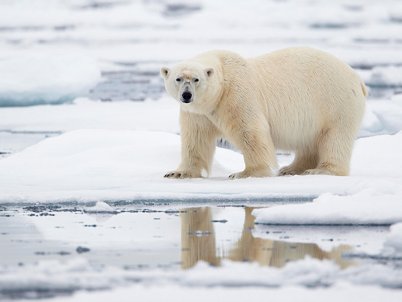 Правительство задумалось о сокращении в 17 раз расходов на госпрограмму по развитию Арктики, создание которой курирует Минэкономразвития
