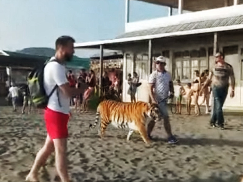 Полиция разбирается с прогулками тигра по пляжу в Находке