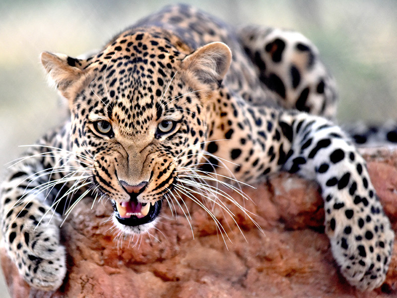 На шестилетнюю девочку, посетившую контактный зоопарк в Саратове, напал леопард, этой историей уже занялся следственный комитет