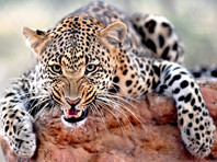 В саратовском контактном зоопарке леопард укусил шестилетнюю девочку за шею