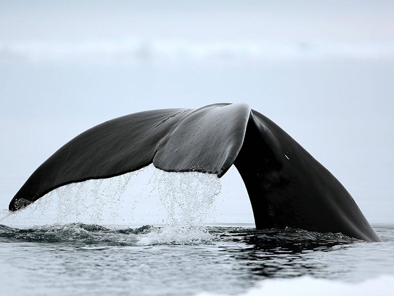 На острове в Хабаровском крае успешно завершилась операция по спасению застрявшего в устье реки кита. Животному при помощи спасателей удалось выплыть из устья с приливом
