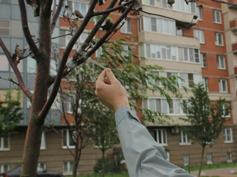 К засохшим деревьям в саду Ткачей, расположенном в Петербурге, коммунальщики прикрепили скотчем зеленые ветки