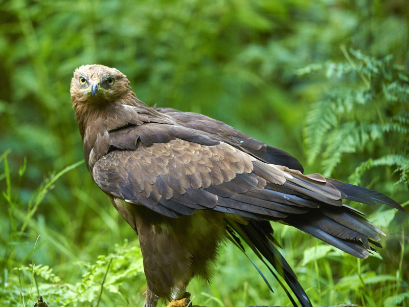 В Лотошинском районе Подмосковья нашли редчайшую хищную птицу из семейства ястребиных