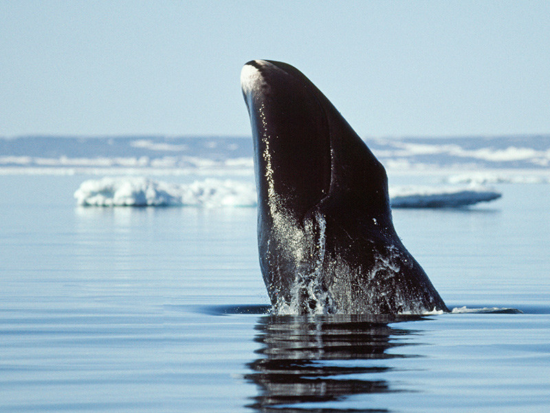 Хабаровский суд оштрафовал одного из туристов, гонявшихся на катере за краснокнижным китом