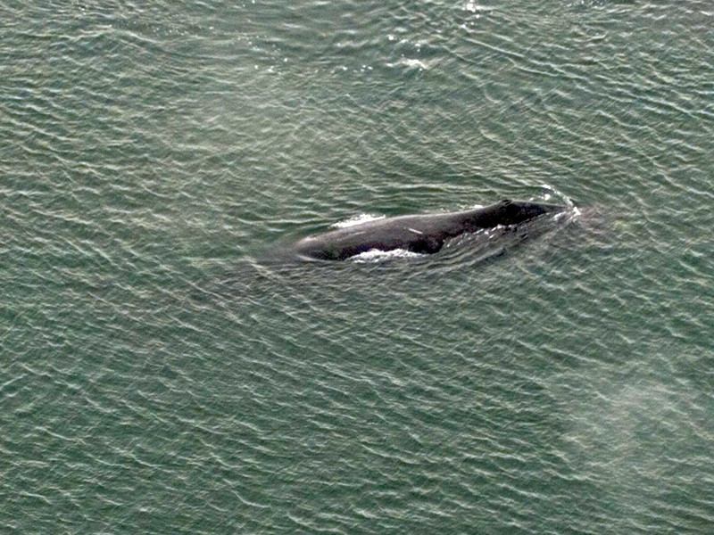 В Хабаровском крае на острове Большой Шантар гренландский (полярный) 13-метровый кит, во время ночного прилива заплывший в устье реки, вытекающей из озера Большого, и застрявший там, на мелководье получил травму