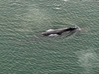 Гренландский кит из Красной книги, застрявший во время отлива в протоке в Хабаровском крае, получил травму хвоста