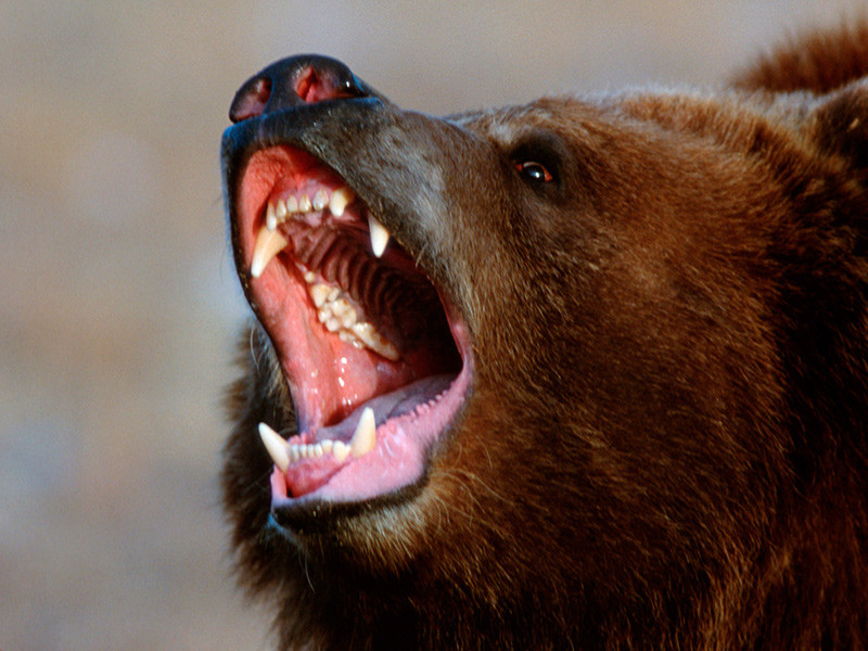 Следователи на Сахалине выясняют обстоятельства смерти пожилого охотника, которого в тайге задрал медведь