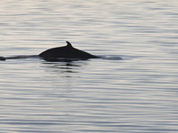 Туша мертвого кита приплыла в Находку и вызвала паломничество любителей селфи (ФОТО, ВИДЕО)