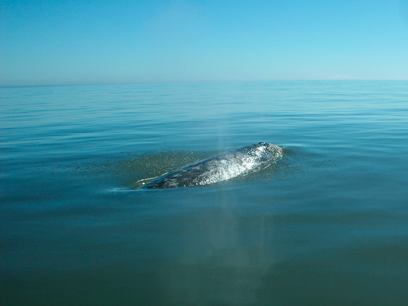 Житель Владивостока стал очевидцев любопытного зрелища - появление кита в Амурском заливе


