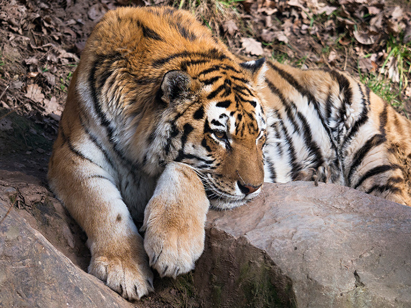 Амурский тигр, которого усыпили в США, перед отправкой за океан был совершенно здоров, объявил Московский зоопарк