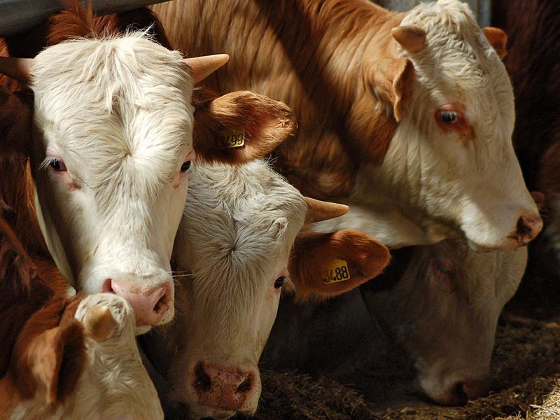Президиум ВАК утвердил степень кандидата наук за диссертацию об иглоукалывании коров

