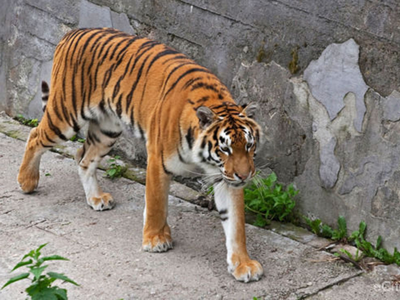 В Калининградской области сотрудники Следственного комитета России (СКР) начали доследственную проверку информации о нападении тигра на человека в зоопарке