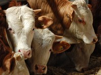Президиум ВАК утвердил степень кандидата наук за диссертацию об иглоукалывании коров