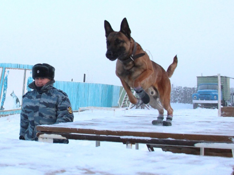 На службу в кинологическое подразделение УФСИН России по Республике Саха (Якутия) поступили два пса по кличке Джек и Том, выведенные путем клонирования