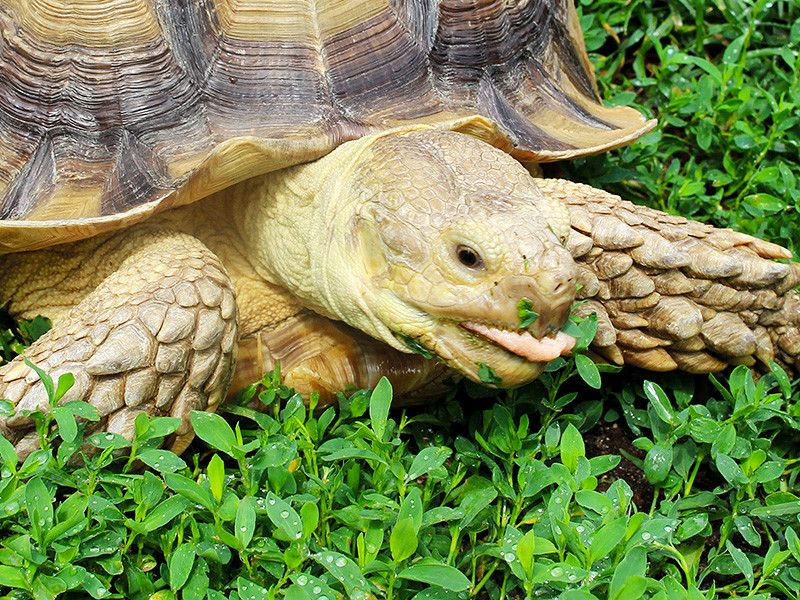  Две шпороносные черепахи попытались сбежать из иркутского зоопарка, но были пойманы котом