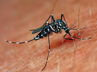 Роспотребнадзор предупредил о появлении комаров-переносчиков вируса Зика в Турции