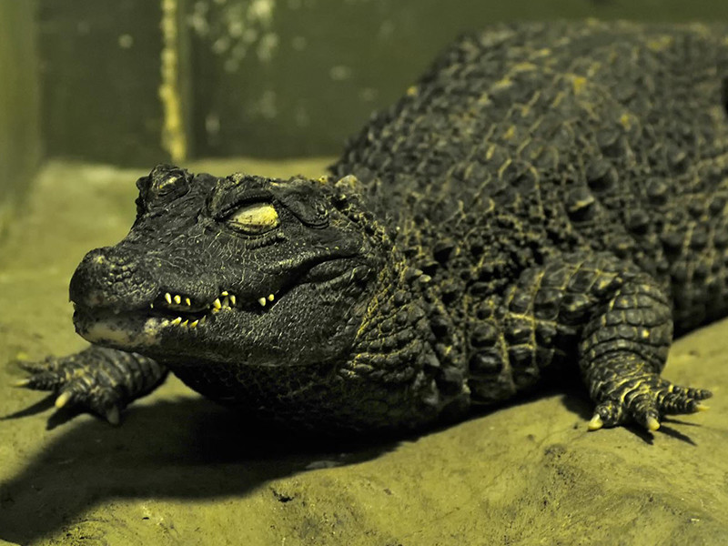 Петербургские оперативники обнаружили гигантскую рептилию в подвале дома во время поисков нелегального оружия в Петергофе