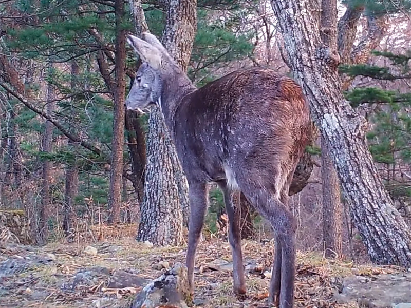 Редкий саблезубый олень впервые попал в фотоловушку нацпарка в Приморье