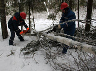 Наиболее сложная ситуация сложилась в Пушкинском, Щелковском, Егорьевском и Воскресенском районах области, где повалено большое количество деревьев и сил для их распиловки и уборки недостаточно