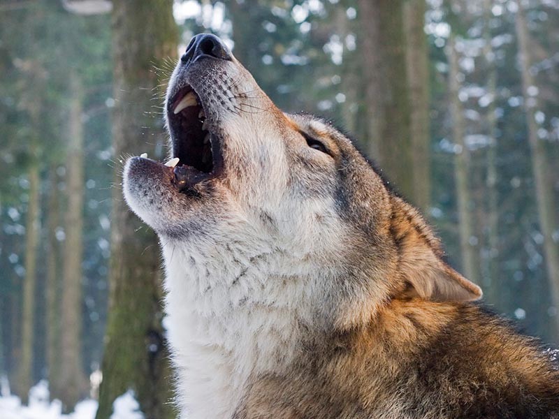 В Новгородской области будут отстреливать волков, которые приходят в деревни

