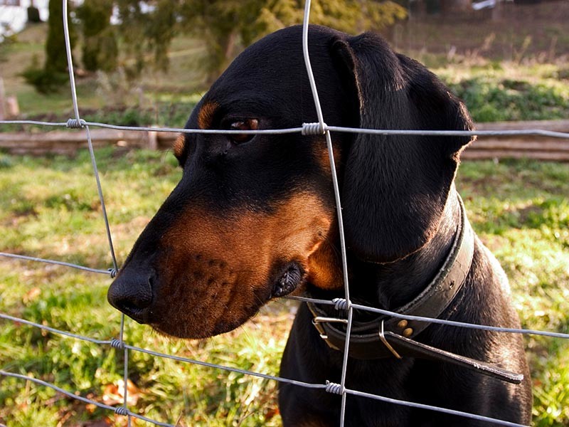 Документ предусматривает разрешение использования диких животных для натаскивания охотничьих собак только при наличии между ними специального ограждения - сетки или решетки



