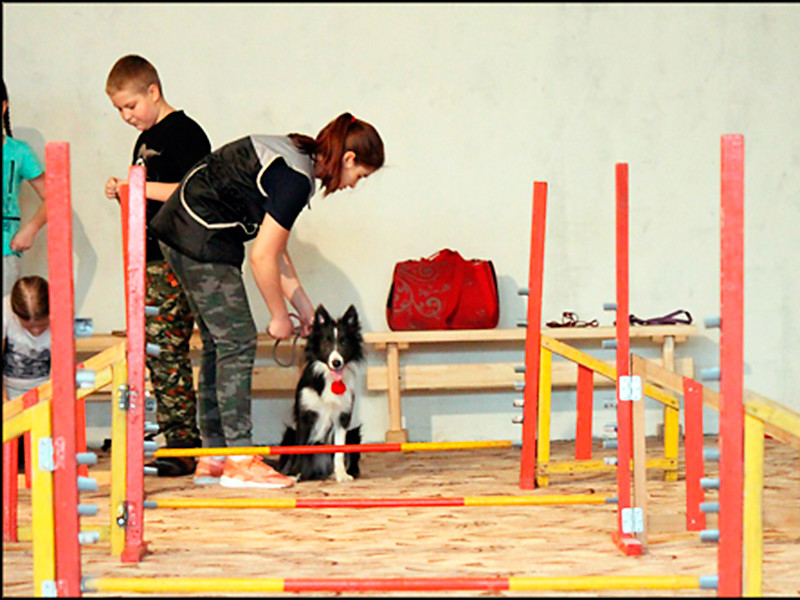 В красноярской школе N152 стартовал проект "Собака на радость детям"