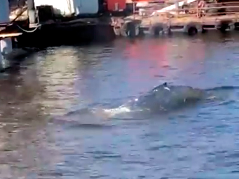В Выборгском заливе обнаружили кита
