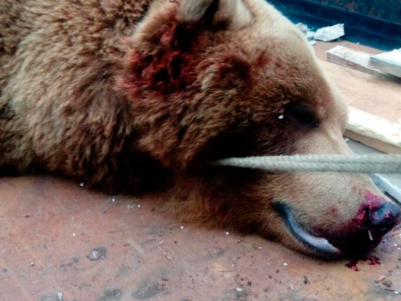На Камчатке застрелили медведя, выломавшего забор и сожравшего 31 кролика